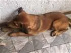 Cachorro raça Mistura de labrador com vira  idade 1 ano nome Raul