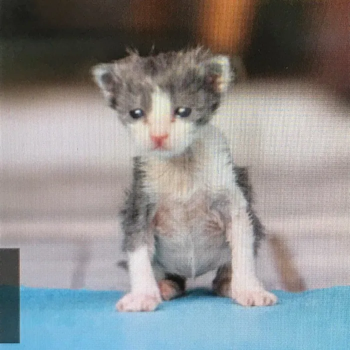 Gato ra a  idade Abaixo de 2 meses nome Nao tem