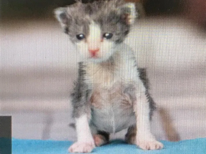 Gato ra a  idade Abaixo de 2 meses nome Nao tem