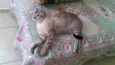 Mistie