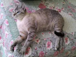 Gato raça Mestiça idade 7 a 11 meses nome Mistie