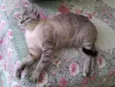 Mistie