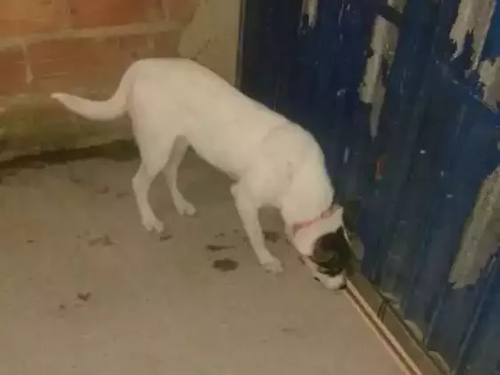 Cachorro ra a SRD idade 2 a 6 meses nome Belinha