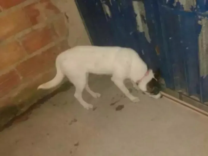Cachorro ra a SRD idade 2 a 6 meses nome Belinha