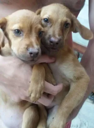 Cachorro raça vira lata idade 2 a 6 meses nome filhotes