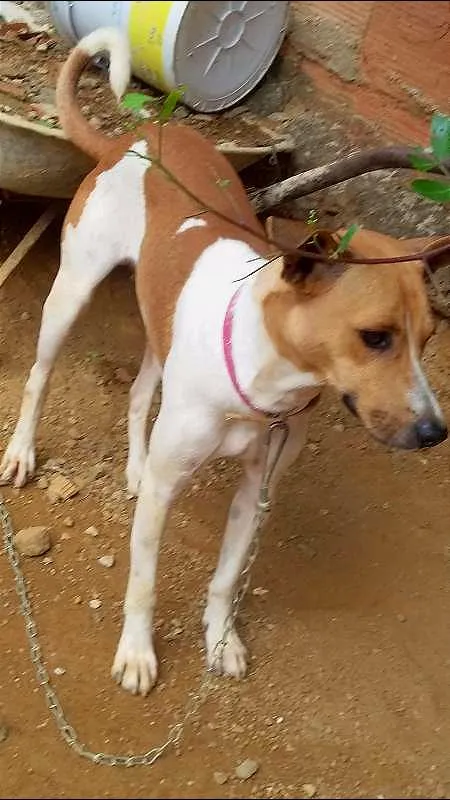 Cachorro ra a Vira Lata idade 1 ano nome Bené