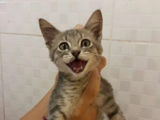 Gato raça srd idade Abaixo de 2 meses nome Lucy