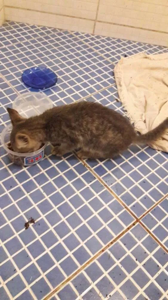 Gato raça srd idade Abaixo de 2 meses nome Lucy