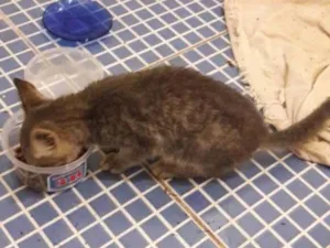 Gato raça srd idade Abaixo de 2 meses nome Lucy