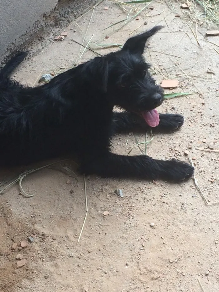 Cachorro ra a Vira-lata  idade 7 a 11 meses nome Bruce 