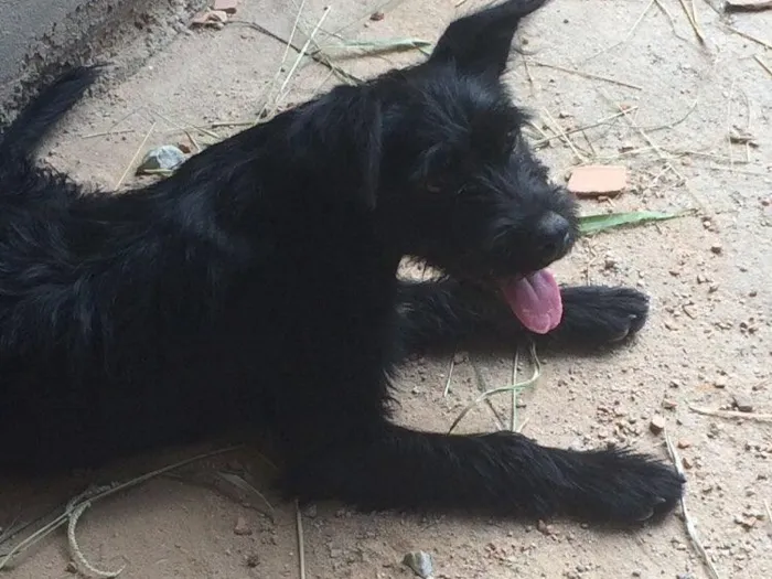 Cachorro ra a Vira-lata  idade 7 a 11 meses nome Bruce 