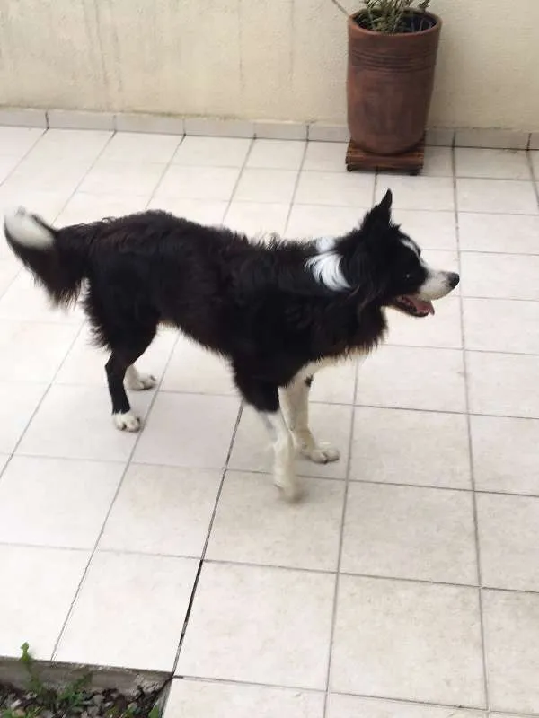 Cachorro raça Border Collie idade 4 anos nome Colt