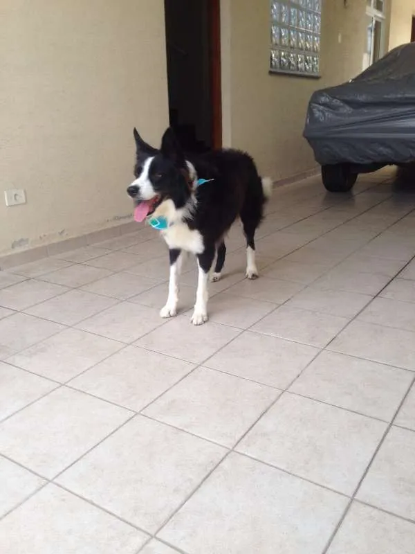 Cachorro raça Border Collie idade 4 anos nome Colt