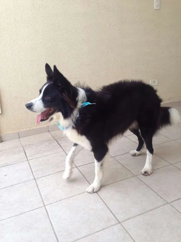 Cachorro raça Border Collie idade 4 anos nome Colt