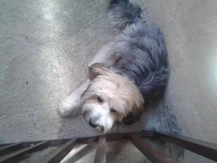 Cachorro raça Lhassa apso idade 7 a 11 meses nome Benjamin