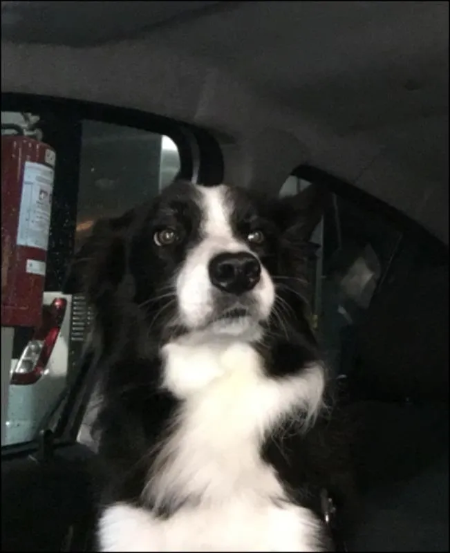 Cachorro raça Border Collie idade 4 anos nome Colt