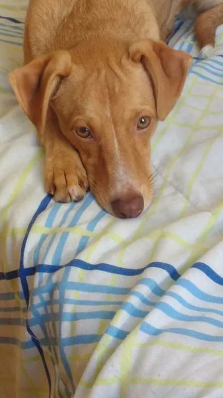 Cachorro ra a vira lata idade 2 a 6 meses nome Mira