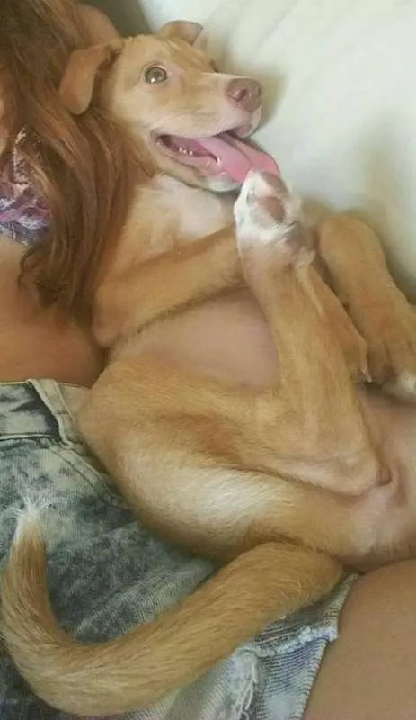 Cachorro ra a vira lata idade 2 a 6 meses nome Mira