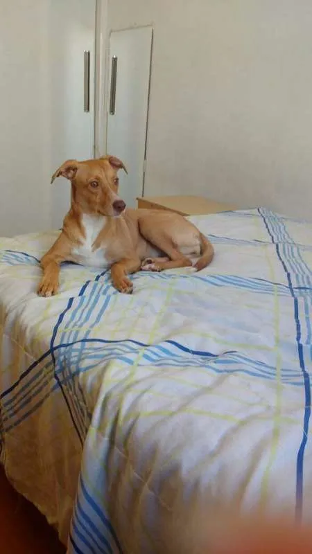 Cachorro ra a vira lata idade 2 a 6 meses nome Mira
