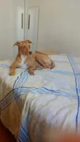 Mira