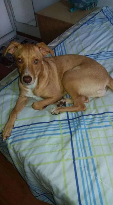 Cachorro ra a vira lata idade 2 a 6 meses nome Mira