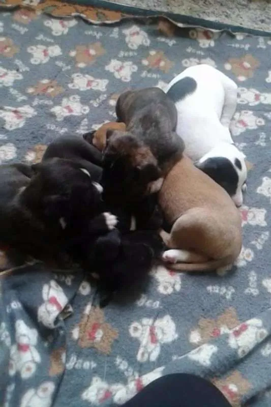 Cachorro ra a vira  lata idade Abaixo de 2 meses nome sem nome