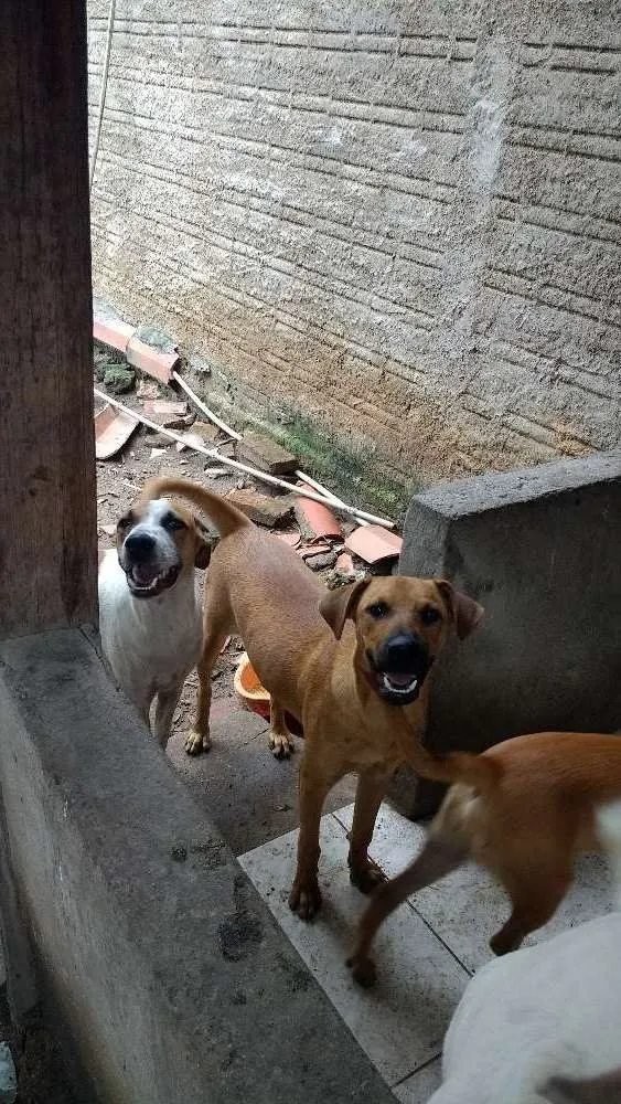 Cachorro ra a Sem raça definida idade Abaixo de 2 meses nome Sem nome