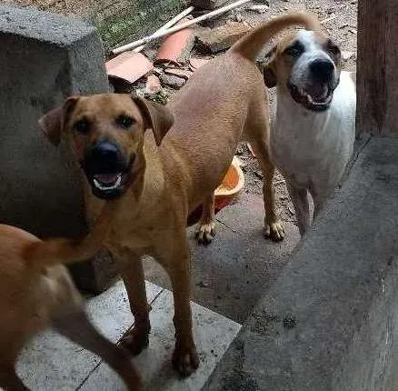 Cachorro ra a Sem raça definida idade Abaixo de 2 meses nome Sem nome