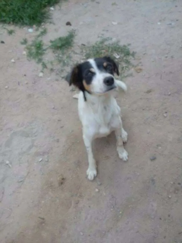 Cachorro raça indefinida idade 1 ano nome ponte pra cá