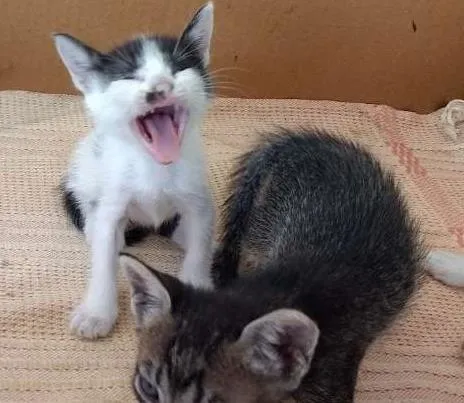 Gato ra a Vira idade Abaixo de 2 meses nome Bebezinhos