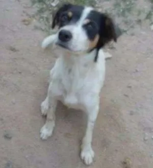 Cachorro raça indefinida idade 1 ano nome ponte pra cá