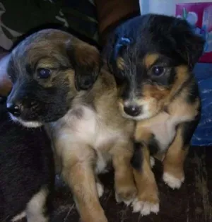 Cachorro raça indefinida idade Abaixo de 2 meses nome cão