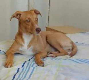 Cachorro ra a vira lata idade 2 a 6 meses nome Mira