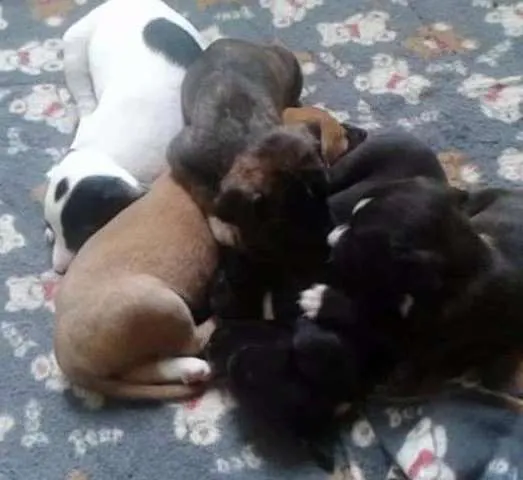 Cachorro ra a vira  lata idade Abaixo de 2 meses nome sem nome