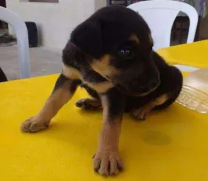 Cachorro raça Não sei idade 2 a 6 meses nome Sem nome