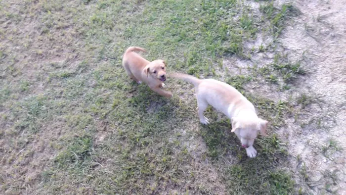 Cachorro raça Vira-lata  idade Abaixo de 2 meses nome Sem nome