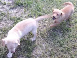 Cachorro raça Vira-lata  idade Abaixo de 2 meses nome Sem nome