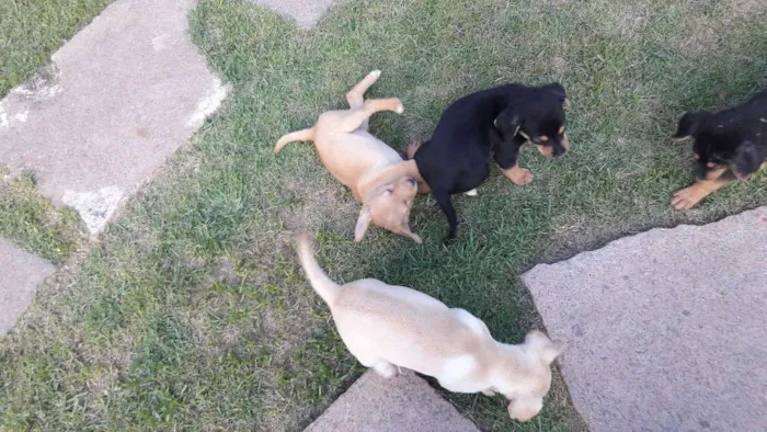 Cachorro raça Vira-lata  idade Abaixo de 2 meses nome Sem nome