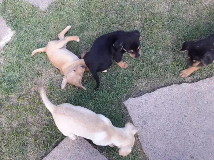 Cachorro raça Vira-lata  idade Abaixo de 2 meses nome Sem nome