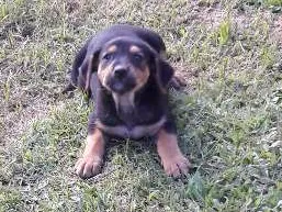 Cachorro raça Vira-lata  idade Abaixo de 2 meses nome Sem nome