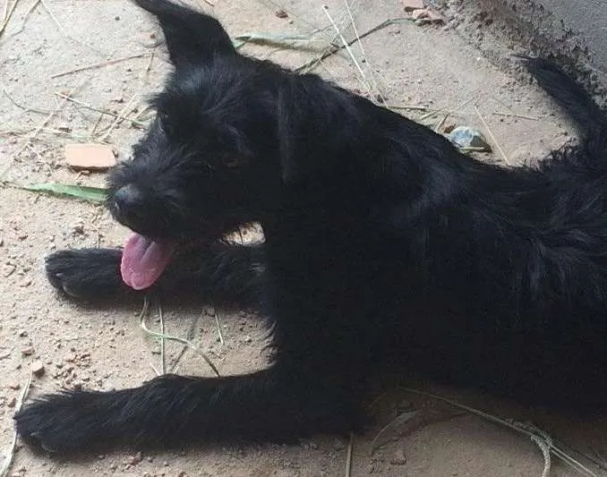 Cachorro ra a Vira-lata  idade 7 a 11 meses nome Bruce 