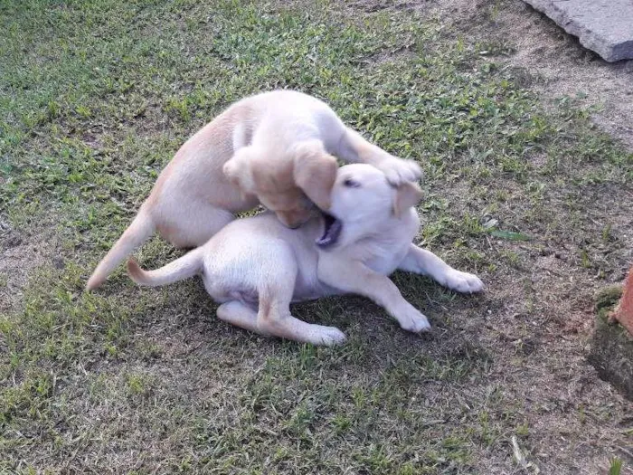 Cachorro raça Vira-lata  idade Abaixo de 2 meses nome Sem nome