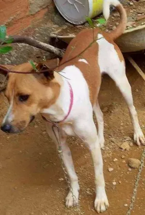 Cachorro raça Vira Lata idade 1 ano nome Bené