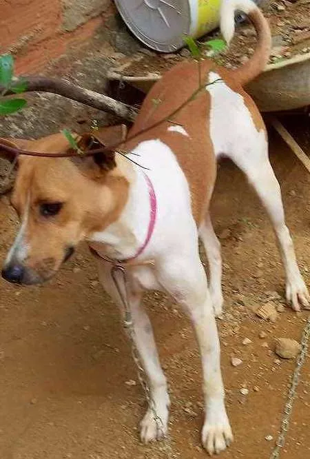 Cachorro ra a Vira Lata idade 1 ano nome Bené