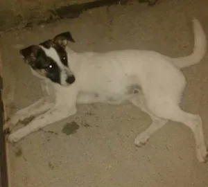 Cachorro raça SRD idade 2 a 6 meses nome Belinha