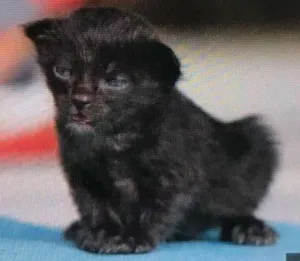 Gato raça  idade Abaixo de 2 meses nome Nao tem