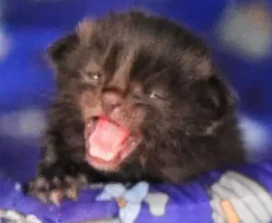 Gato raça  idade Abaixo de 2 meses nome Nao tem