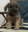 Pequeno