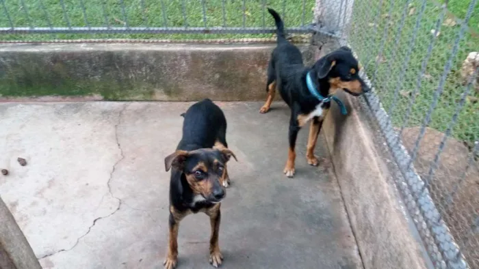 Cachorro ra a Viralata idade 2 a 6 meses nome Xinguilingui e vira