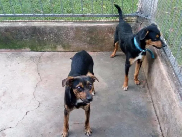 Cachorro ra a Viralata idade 2 a 6 meses nome Xinguilingui e vira